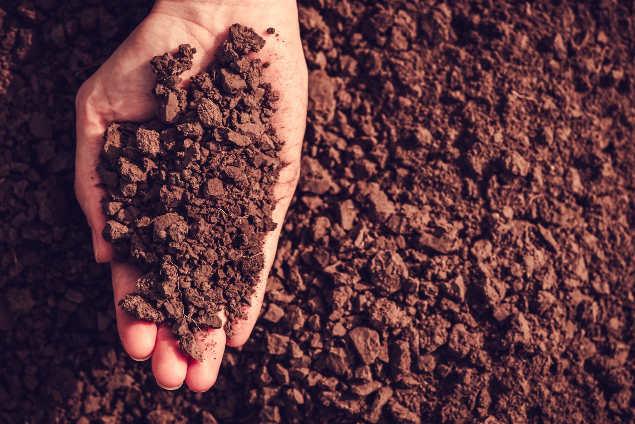 Handful of soil. Photo by shutterstock.com/funnyangel.