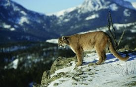 Figure 1. Cougars weigh between 65 and 265 pounds, are sandy brown to tawny gray in color, and do not have stripes or spots.