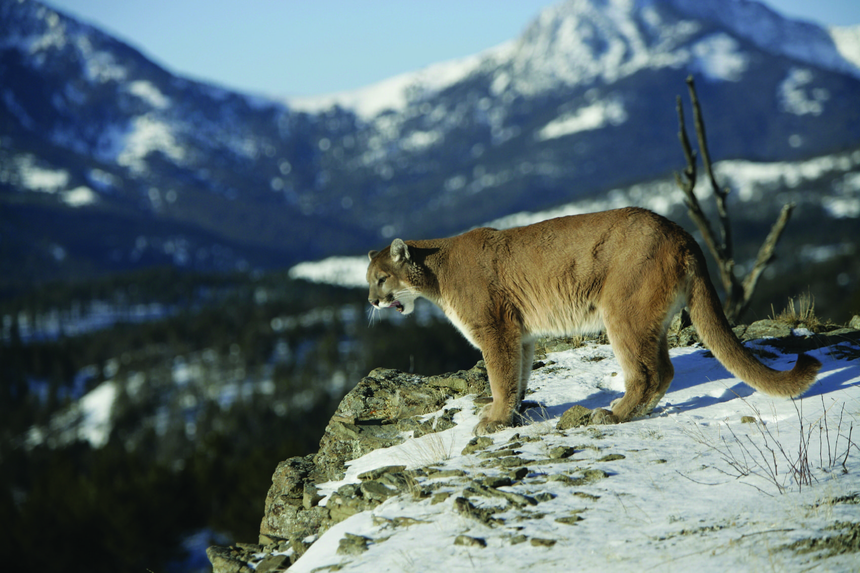 Figure 1. Cougars weigh between 65 and 265 pounds, are sandy brown to tawny gray in color, and do not have stripes or spots.