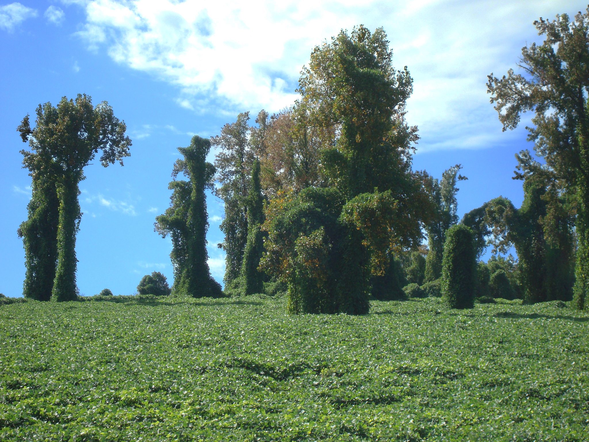 Kudzu that has grown into the trees.