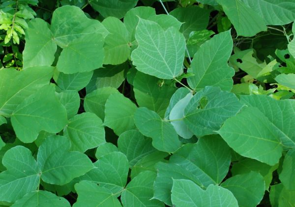 Figure 1. Kudzu has trifoliate leaves. Each of the three leaflets is usually slightly lobed and has a pointed tip.
