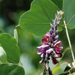 Figure 4. Kudzu flowers are typically produced on plants that are climbing or draped over vegetation or other objects. Note the kudzu bugs at the base of the flower.