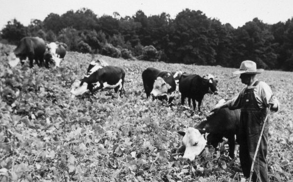 Figure 6. During the 1900s, kudzu was promoted as an inexpensive forage and for erosion control. (Photo credit: USDA NRCS Archive, USDA, NRCS, Bugwood.org.)