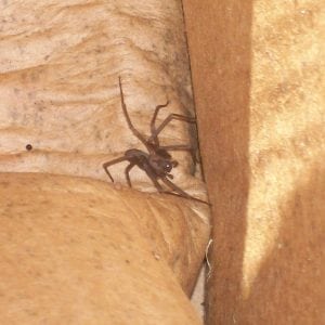 Figure 10. A live brown recluse spider in the corner of a stored box