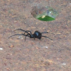 Figure 3. Side view of a female black widow spider. Note the globe-shaped abdomen.