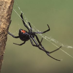 Figure 1. Female black widow spider showing hourglass pattern.