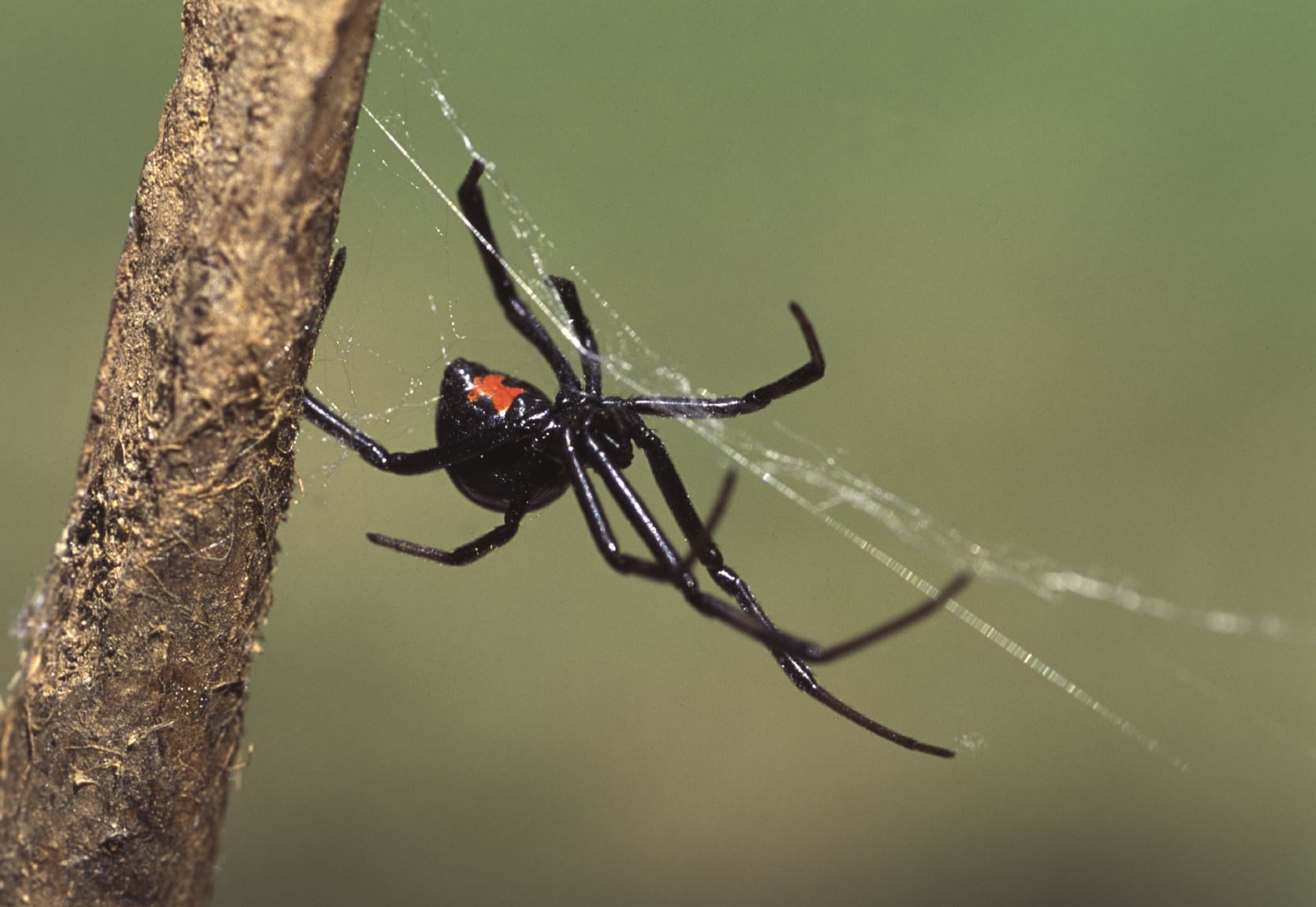 Female black widow spider showing hourglass pattern