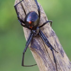 Figure 5. Female black widow spider at rest. Markings can vary with individual spiders. Note the line of red spots down the top of the abdomen.