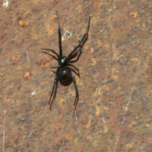Figure 6. Female black widow spider with a line of barely visible dark red spots running down her abdomen.