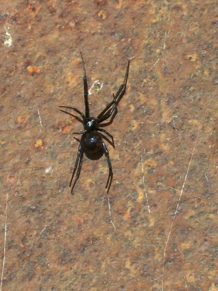 Brown spider with round body and dark bron spots Black Widow And Recluses Alabama Cooperative Extension System