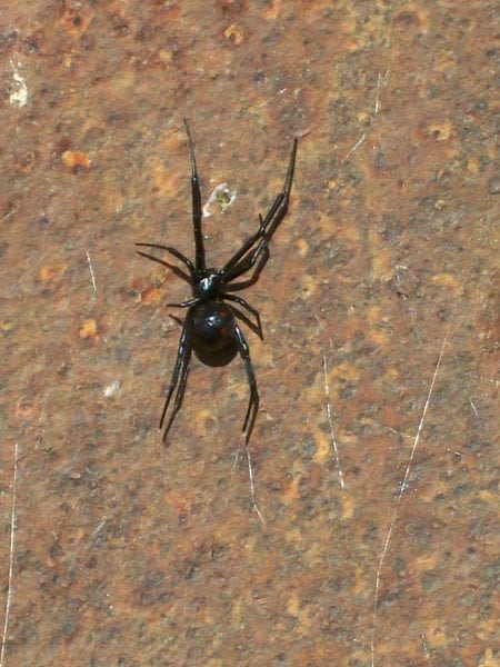 Brown widow spiders are killing off black widows in the southern US