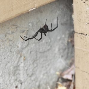 Figure 8. Typical habitat for a black widow spider is around the exterior of a house.