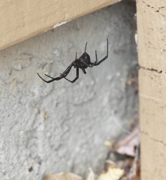 black widow spider in habitat