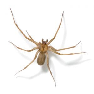 Figure 2. Brown recluse spider showing characteristic violin marking on the thorax (the segment of the body where the spider’s legs are attached)