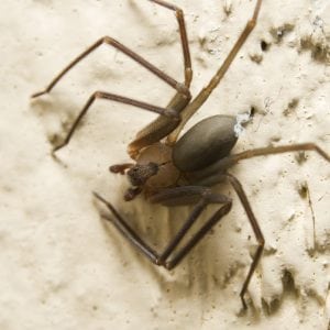 Figure 7. Closeup of a brown recluse spider. Note the fiddle coloration with the neck of the instrument extending toward the abdomen.
