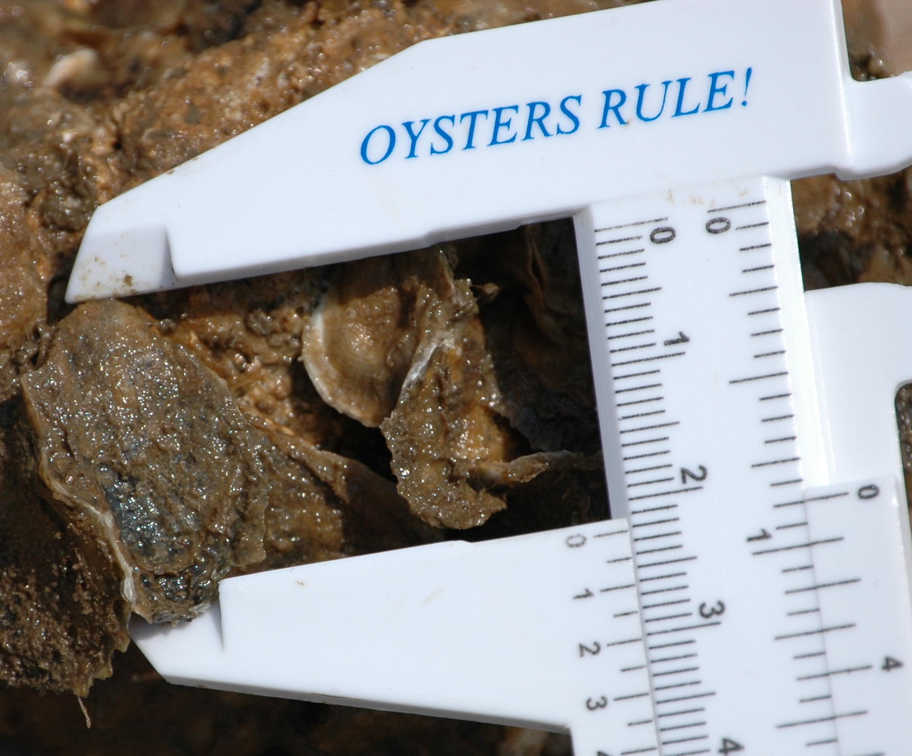 oyster caliper