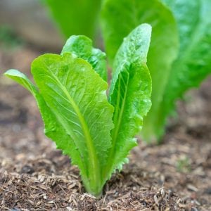 young lettuce leaves