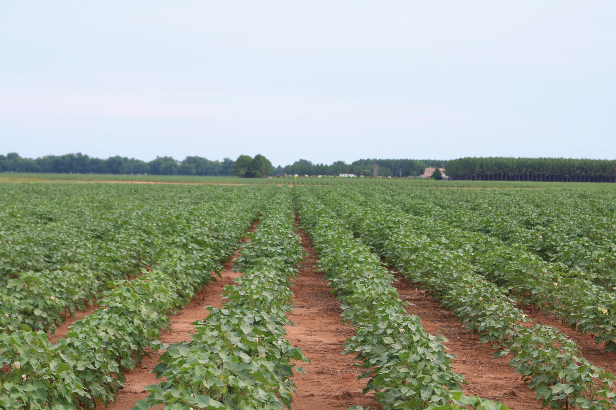 Cotton field; cotton crop update