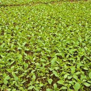 Detail of radishes, Raphanus sativus, growing in soil ready to eat or add in healthy salads in Guatemala. shutterstock.com/Byron Ortiz.