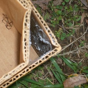 Figure 11. A good example of a brown recluse’s discrete, flat web. Note the dead brown recluse inside the box.