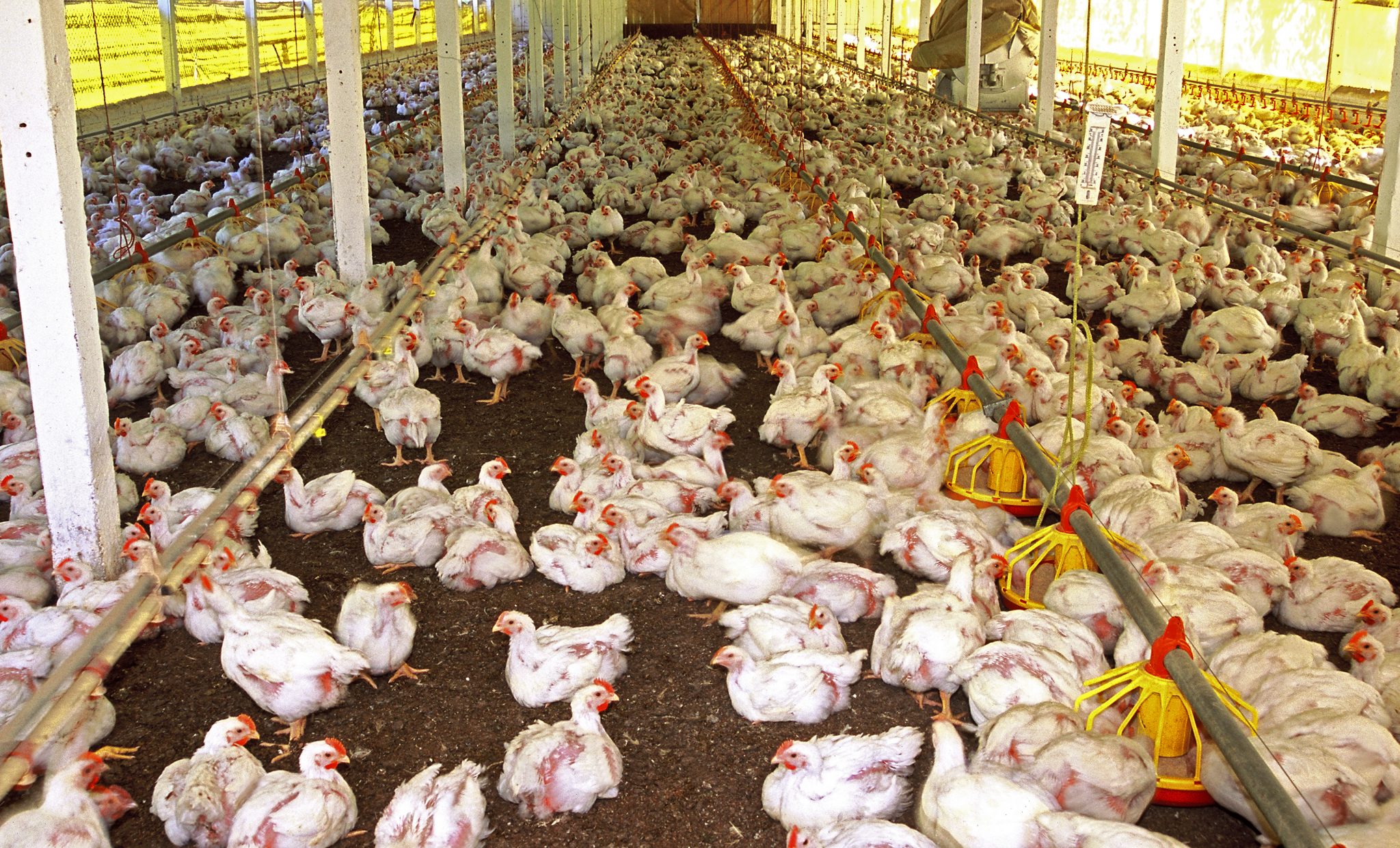 Farming Alabama Cooperative Extension System