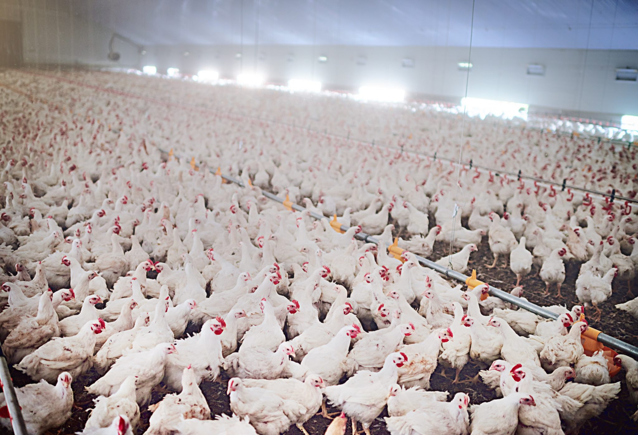 Chickens on a poultry farm