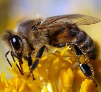 Protecting Pollinators in Urban Areas: Safe Use of Integrated Pest