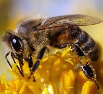 Honey bees on flower