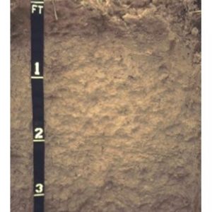 Figure 2. This Houlka silty clay is a deep, somewhat poorly drained, very slowly permeable, acidic soil found in the flood plains of the Black Belt region.