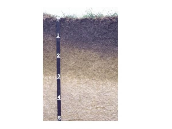 Figure 1. This Houston clay is typical of the clayey, alkaline Black Belt soils. Note the Selma chalk parent material below 3 feet.