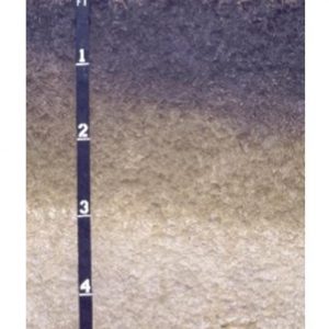 Figure 1. This Houston clay is typical of the clayey, alkaline Black Belt soils. Note the Selma chalk parent material below 3 feet.