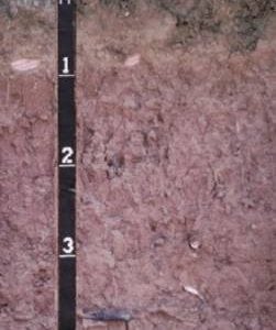 Figure 3. This Bama fine sandy loam is a well-drained, moderately permeable soil of the Coastal Plain. It is the state soil of Alabama and is suitable for structures, farming, gardening, and orchards.