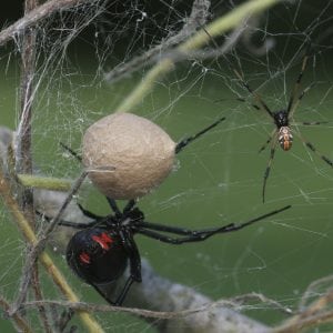 Figure 4. A female (bottom left) and male (top right) black widow spider with egg case suspended in the web. Note that the hourglass pattern on the female’s underside is not as well-defined as that of the spider in Figure 1.