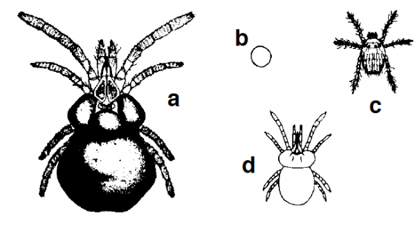 Figure 5. Chiggers: (a) adult, (b) egg, (c) larva, (d) nymph