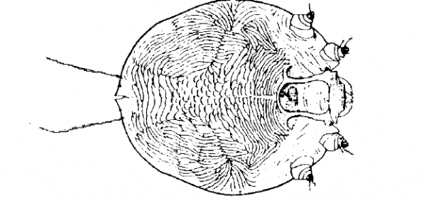 Figure 3. Dorsal view of scaly-leg mite