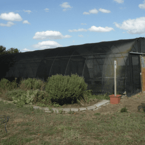 Figure 3. Net house using high tunnel frame. (Photo credit: Ayanava Majumdar)