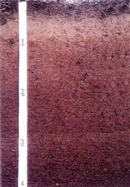 Figure 3. This Bama fine sandy loam is a well-drained, moderately permeable soil of the Coastal Plain. It is the state soil of Alabama and is suitable for structures, farming, gardening, and orchards.