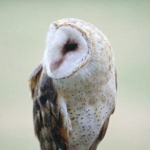 barn owl