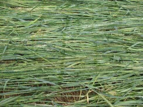 A new roller/crimper designed for self-propelled, walk-behind tractors allows growers with small farms to successfully lay down and terminate cover crops.