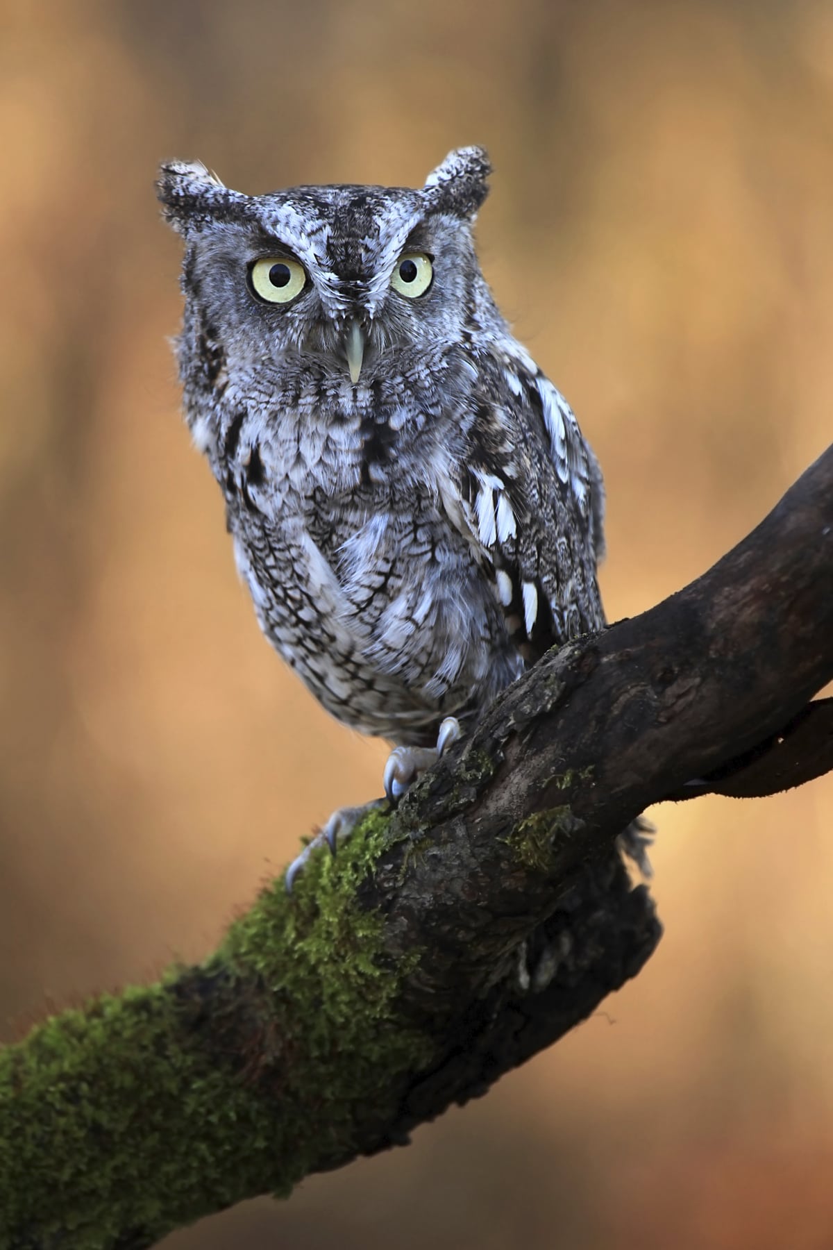 Eastern screech-owl (Otus asio)