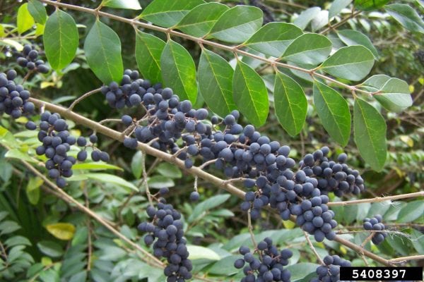 Figure 1. Chinese privet is a woody shrub with opposite leaves that remain green throughout the winter and with dark blue fruit that ripens in the fall. (Photo by Karan A. Rawlins, University of Georgia, Bugwood.org)