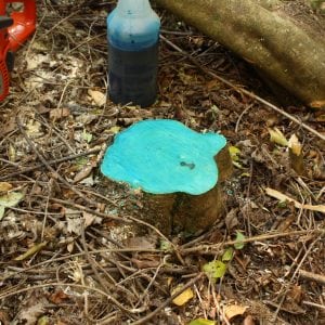 Figure 6. Spray to wet the entire surface of the stump. A spray indicator helps keep track of what has been treated.
