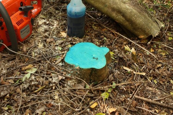 Figure 6. Spray to wet the entire surface of small stumps. A spray indicator helps keep track of what has been treated.