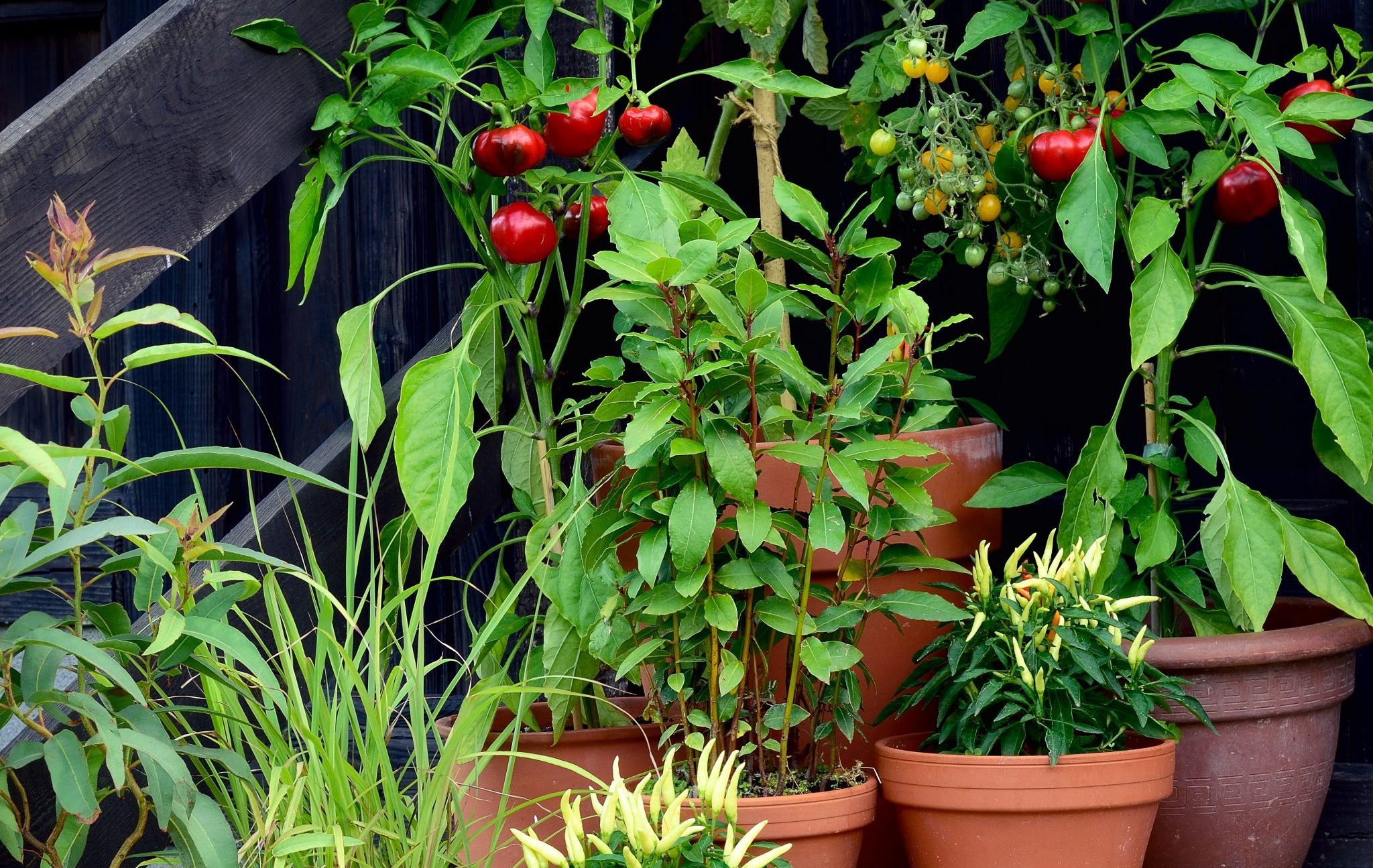 A grouping of 8 edible plants grown in containers and pots on the steps of an urban home: tomatoes, peppers, lemon grass.