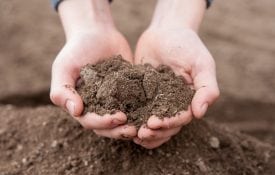 Soil in child's hands - dirty and dry