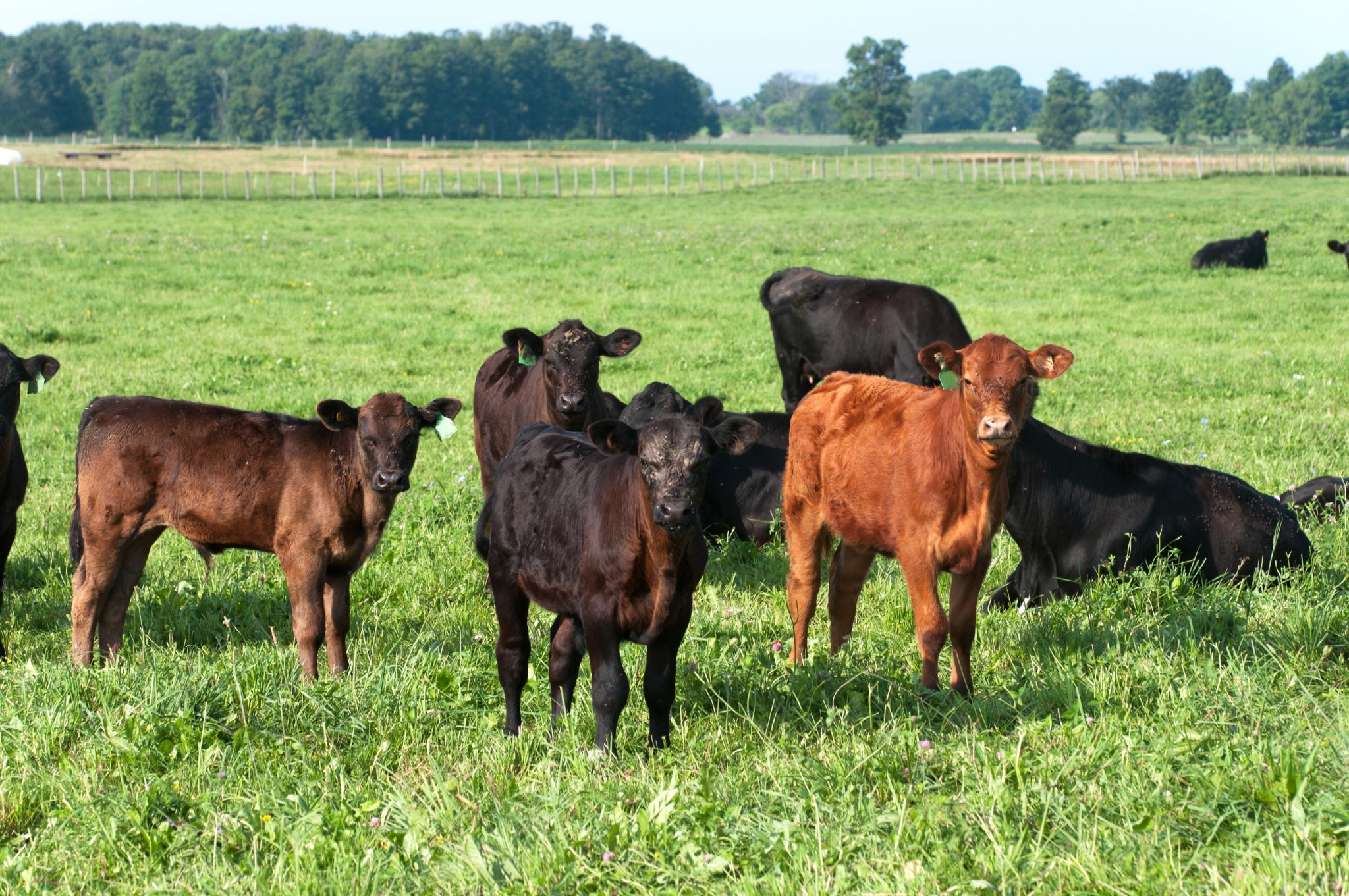 Calves grazing
