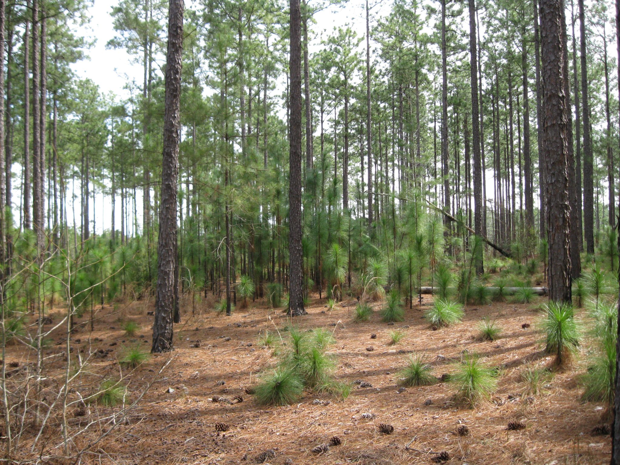 Longleaf pine seedlings (Photo credit: Becky Barlow)
