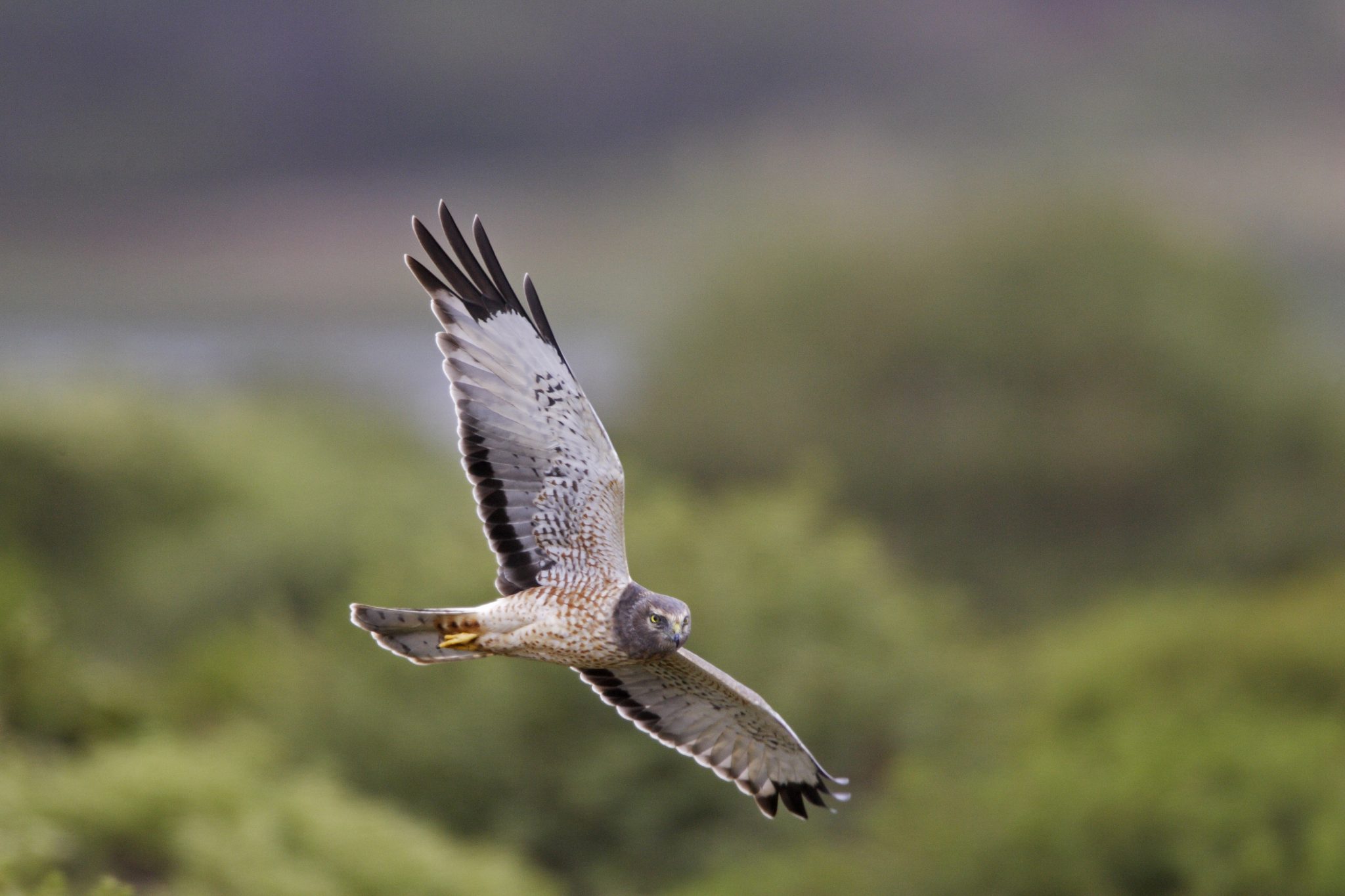 Northern harrier (Circus cyaneus)