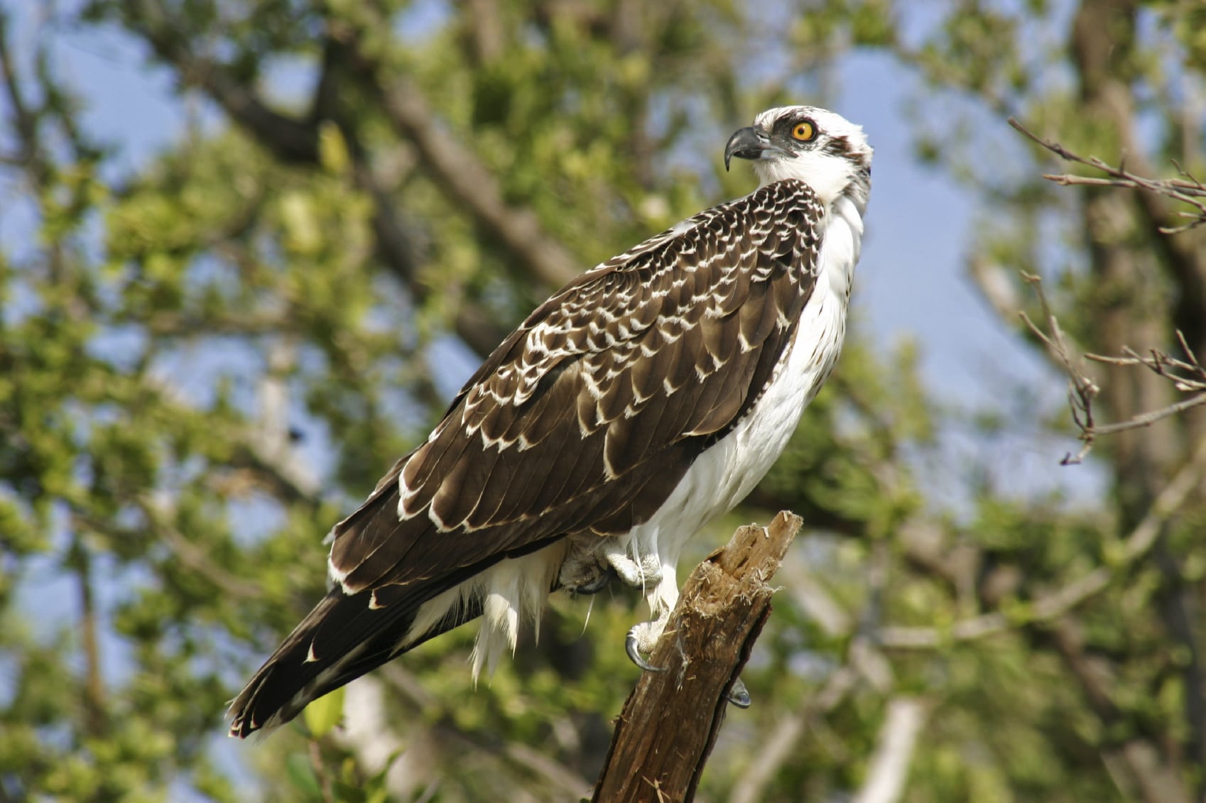 Osprey (Pandion haliaetus)