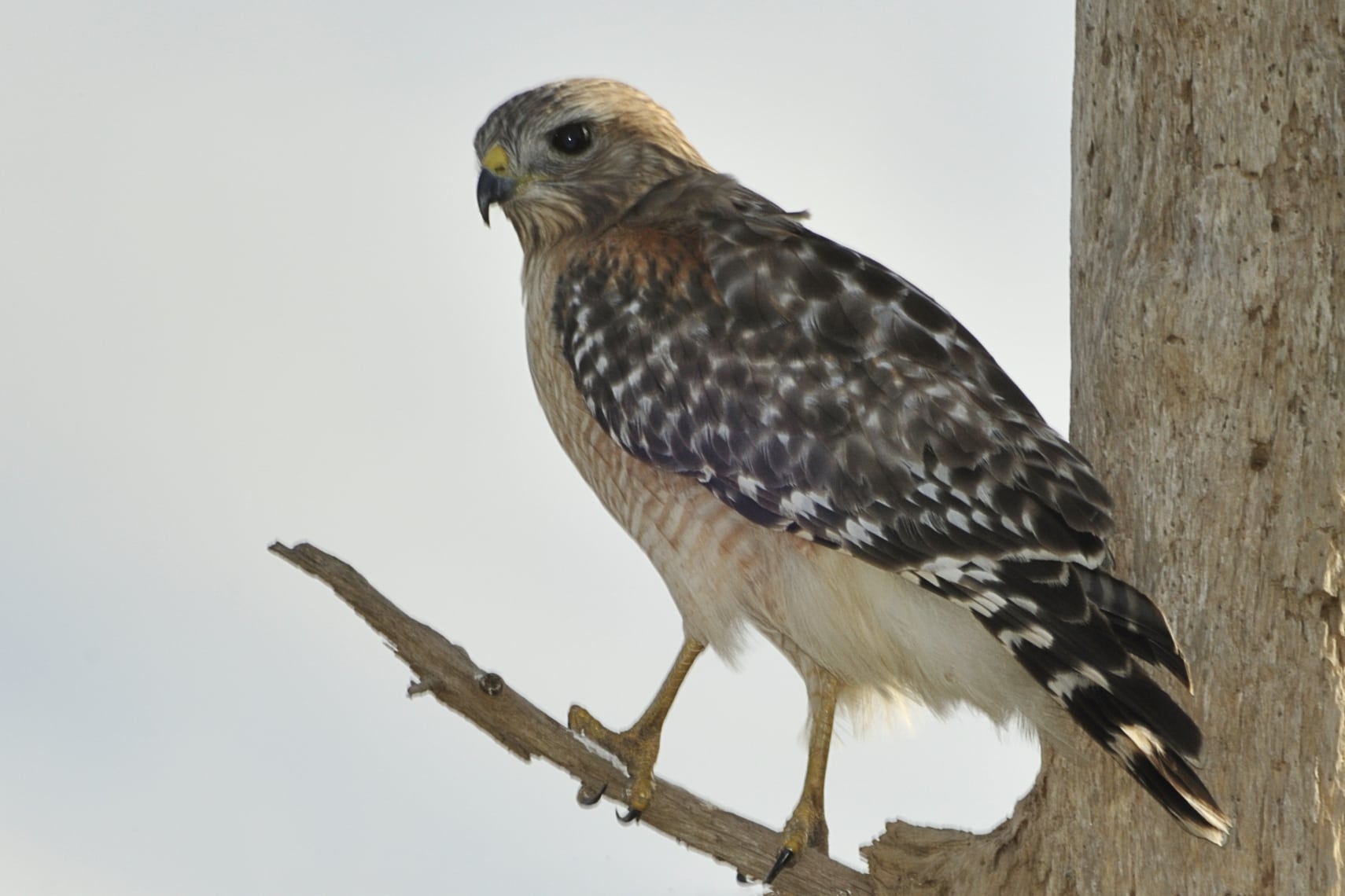 Red-shouldered hawk (Buteo lineatus)